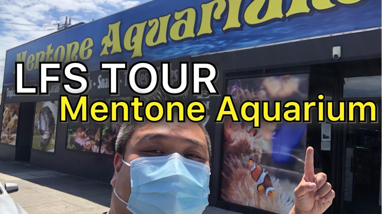 LFS Tour at Mentone Aquarium! My childhood store!
