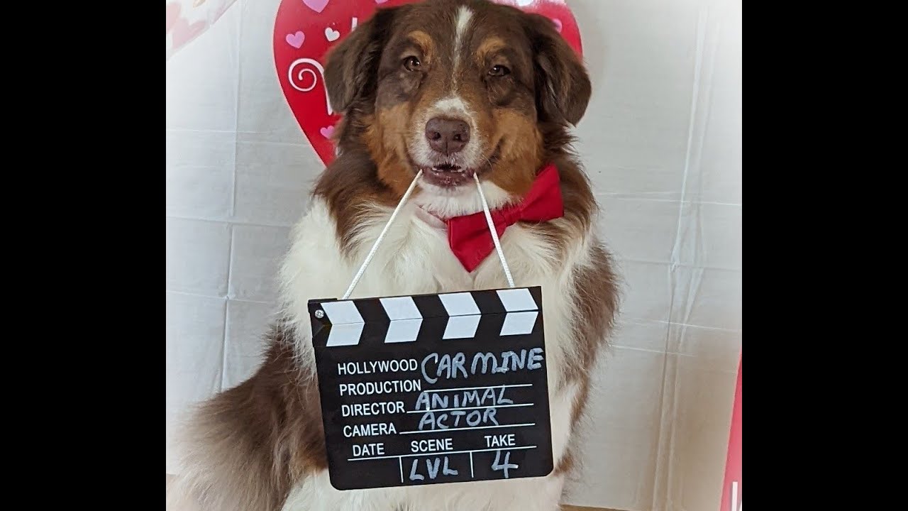 CARMINE  ANIMAL ACTOR LVL 4 - LEADING ROLE