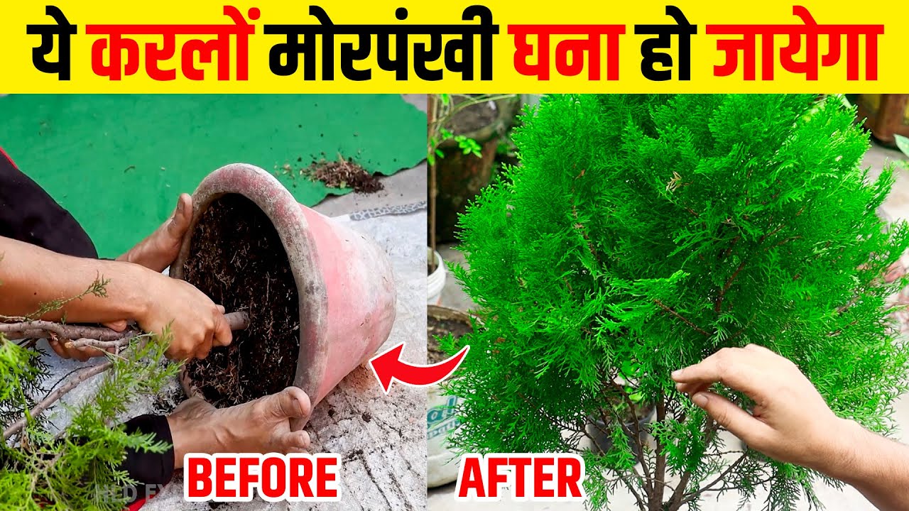 ये करते ही मोरपंखी पौधा घना हो जायेगा |  how to grow morpankhi plant | morpankhi plant kaise lagaye