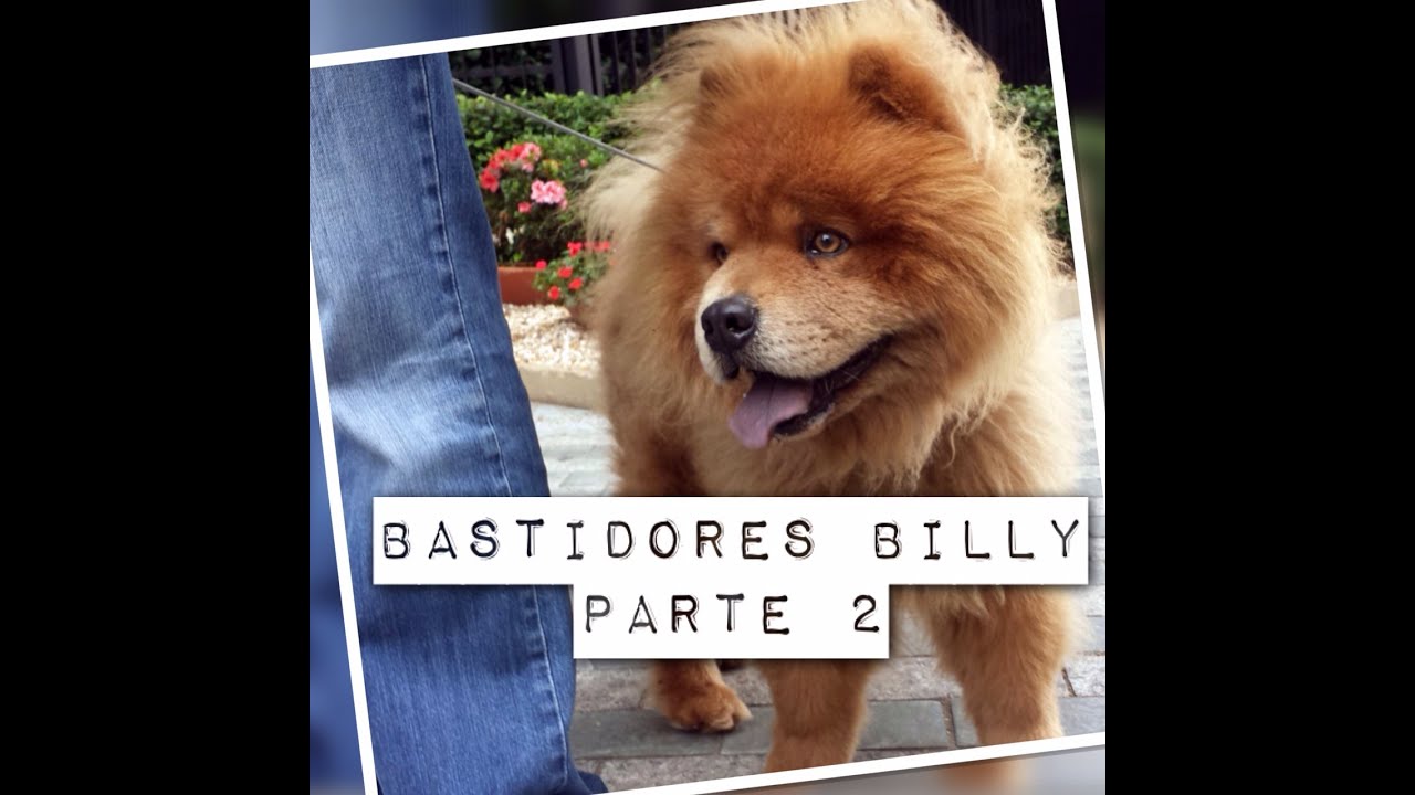Bastidores Parte 2 - Billy, o chow chow agressivo na casa de Alexandre Rossi