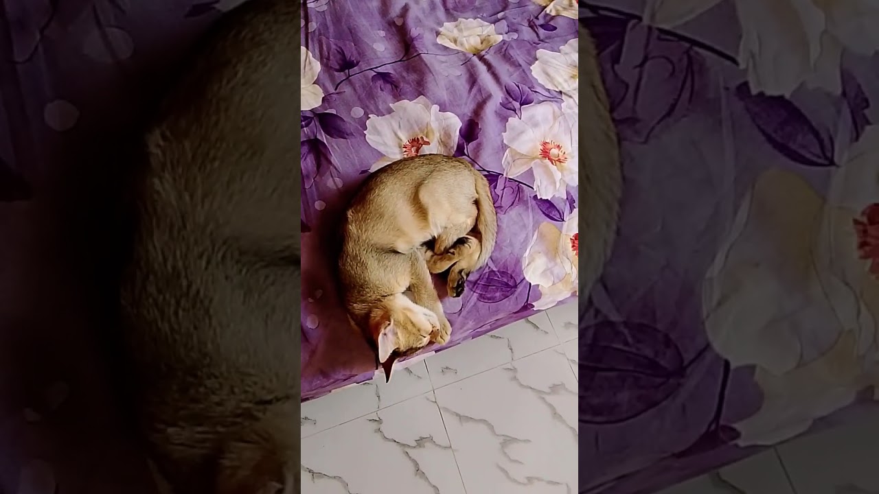 #cat #vlogger #vlog #funny 