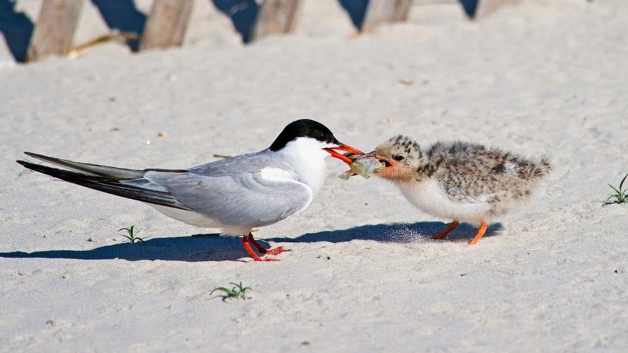 Tern Birds Unique Courtship Display and Breeding Behavior