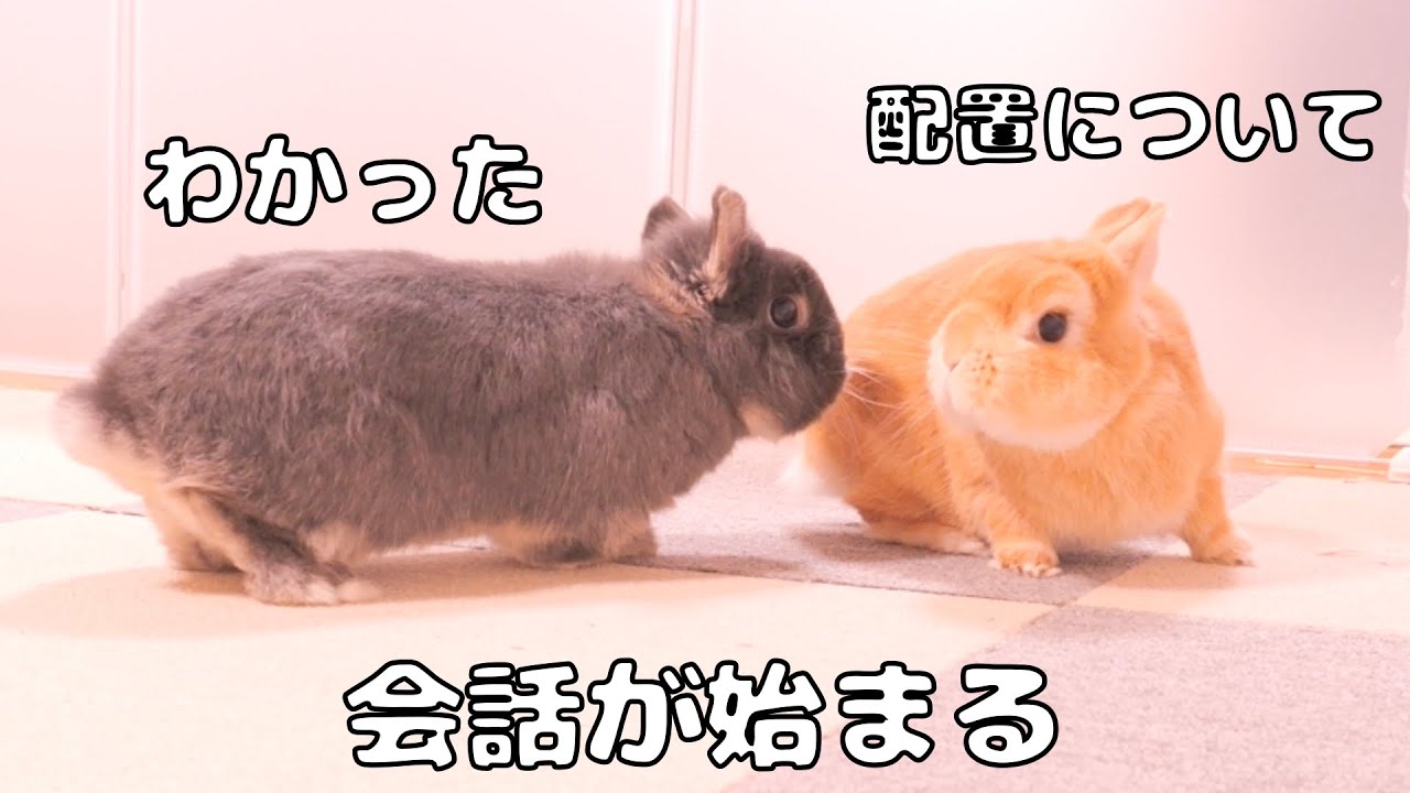 ご飯の準備をすると「うさぎ語」で会話が始まるムギミミが可愛すぎました【No.1807】