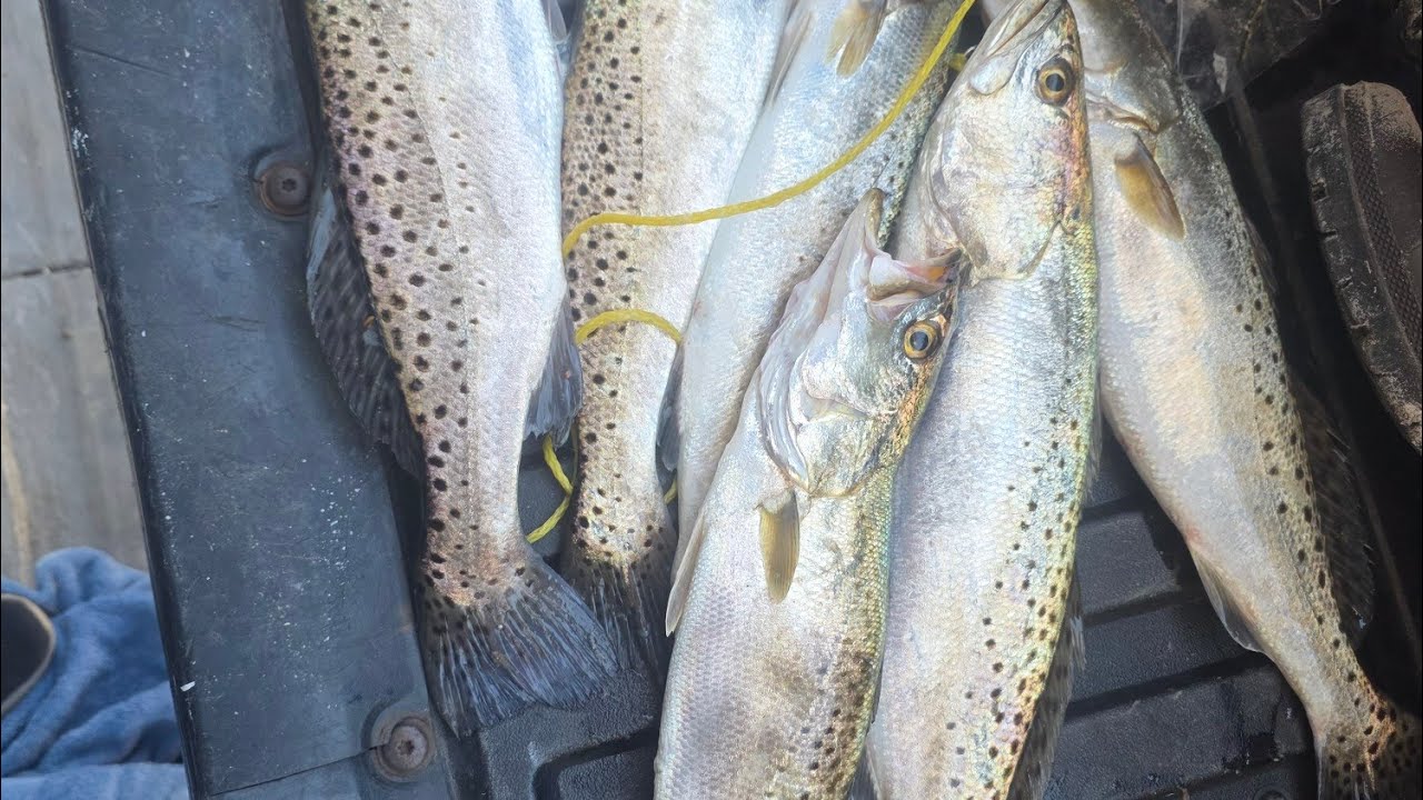 Limited out on big trout DOA shrimp is what they wanted. #fish #fishing #anclote #powerplant #gulf 