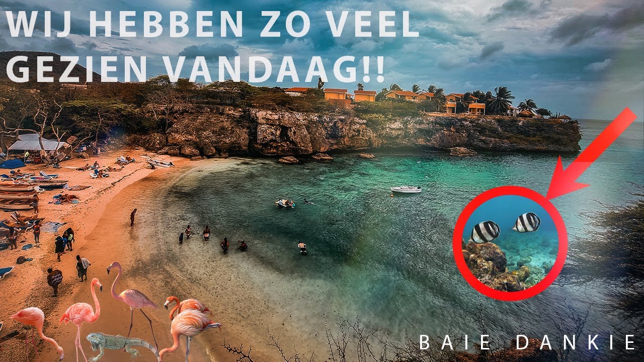 FLAMINGOS, LEGUANEN & VISSEN SPOTTEN OP DE MOOISTE STRANDEN VAN CURAÇAO! | VLOG #14