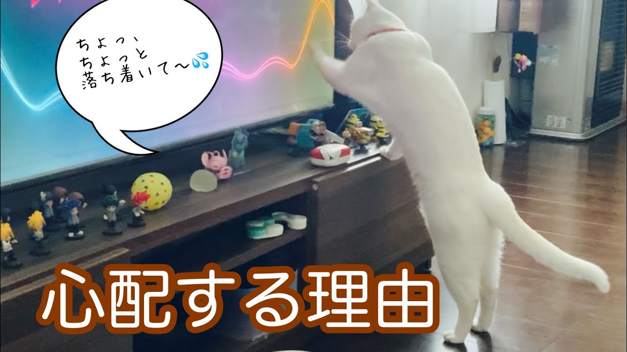 白猫小福がテレビに映った謎の波に大パニック！？心配そうにタッチする姿が可愛すぎる