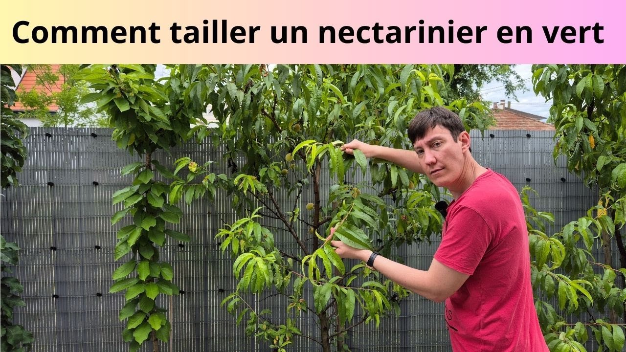 Comment tailler un nectarinier en vert