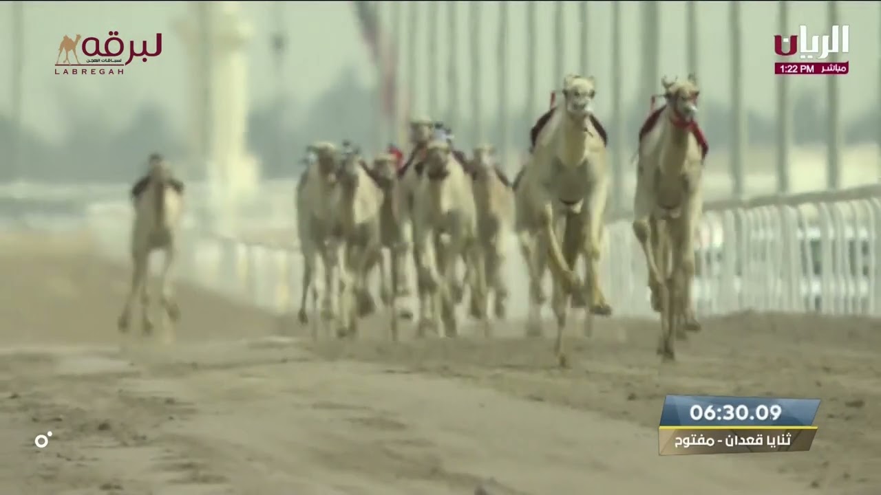 ش2 النايف لـ هجن الشحانية - مهرجان سمو الأمير 12-3-2023م الخنجر الذهبي ثنايا قعدان مفتوح 12:05:06