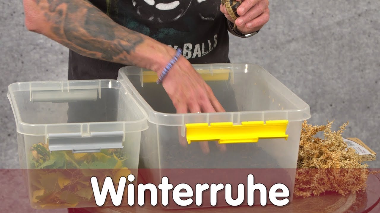 Reptil TV - Praxis - Winterruhe