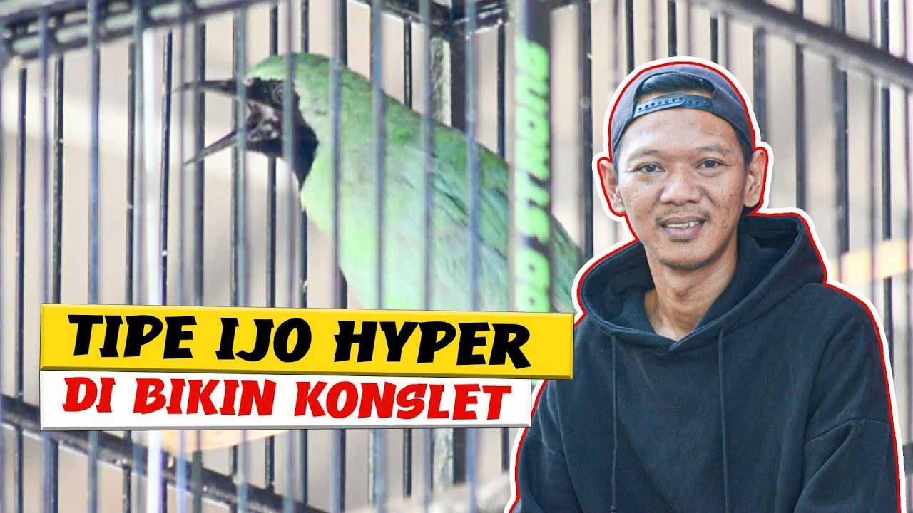 [CI CESPER] tips karakter cucak Ijo Hyper main konslet CUCAK IJO HIPER CUCAK IJO KONSLET By HoBi ID