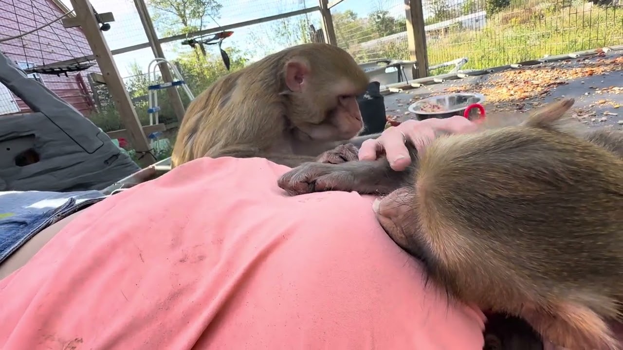 Monkeying Around Turned RELAXING 