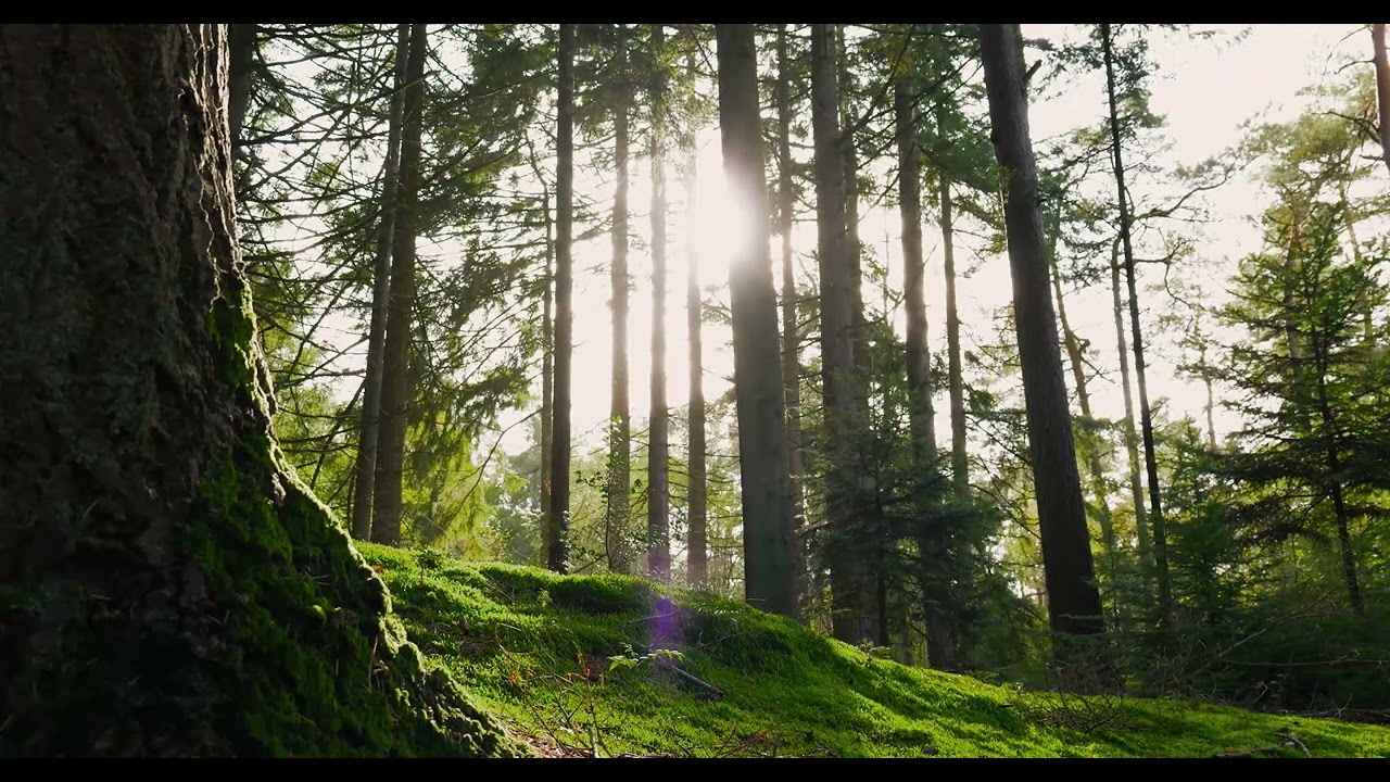 Sunlit Forest ambience Escape ASMR | Relaxing Ambience for Study & Relaxation