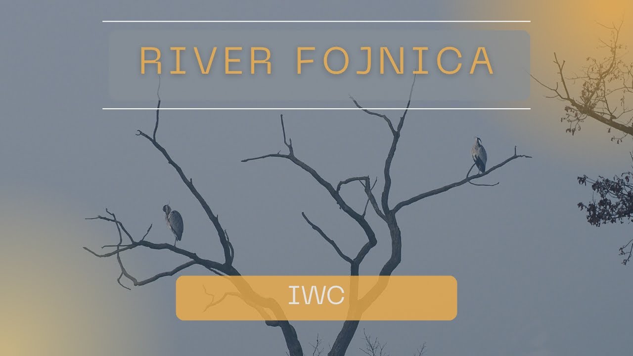 International Waterbirds Census - River Fojnica