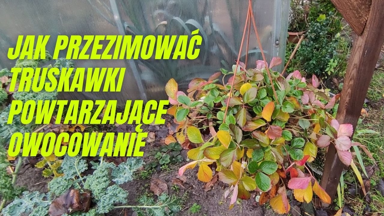 Jak przezimować truskawki powtarzające owocowanie i truskawki uprawiane w pojemnikach