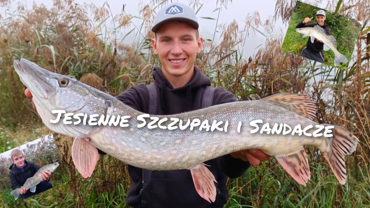 Jesienne SANDACZE I SZCZUPAKI oraz 