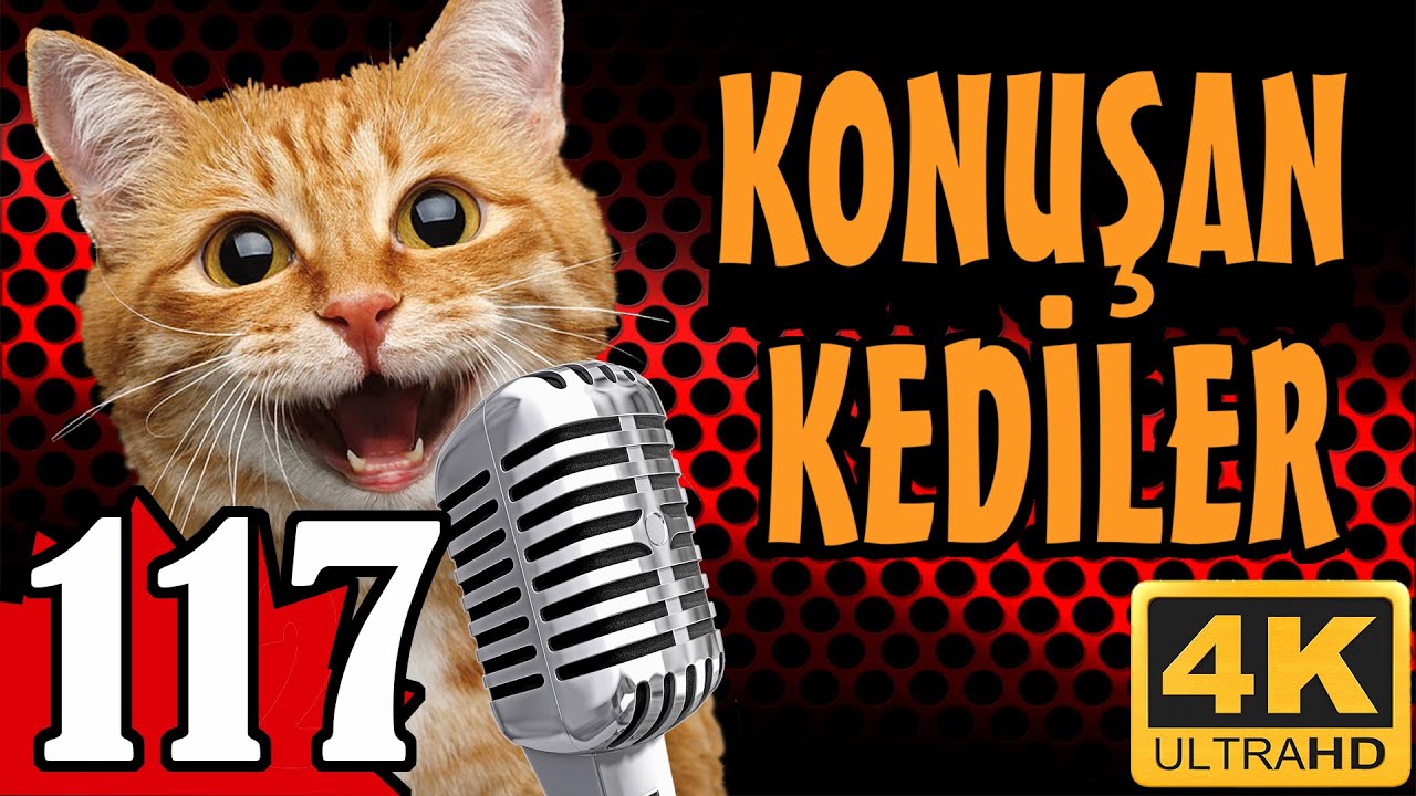 Konuşan Kediler 117 - En Komik Kedi Videoları - Pati TV