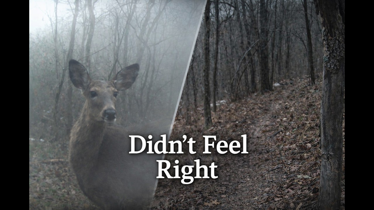 The Same Deer Trail… Something Wasn’t Right