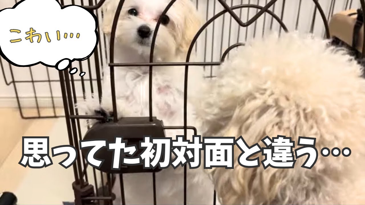 【初対面】なかなか仲良くなれない…めいとぷーちゃんの距離｜ゆっくり慣らし中