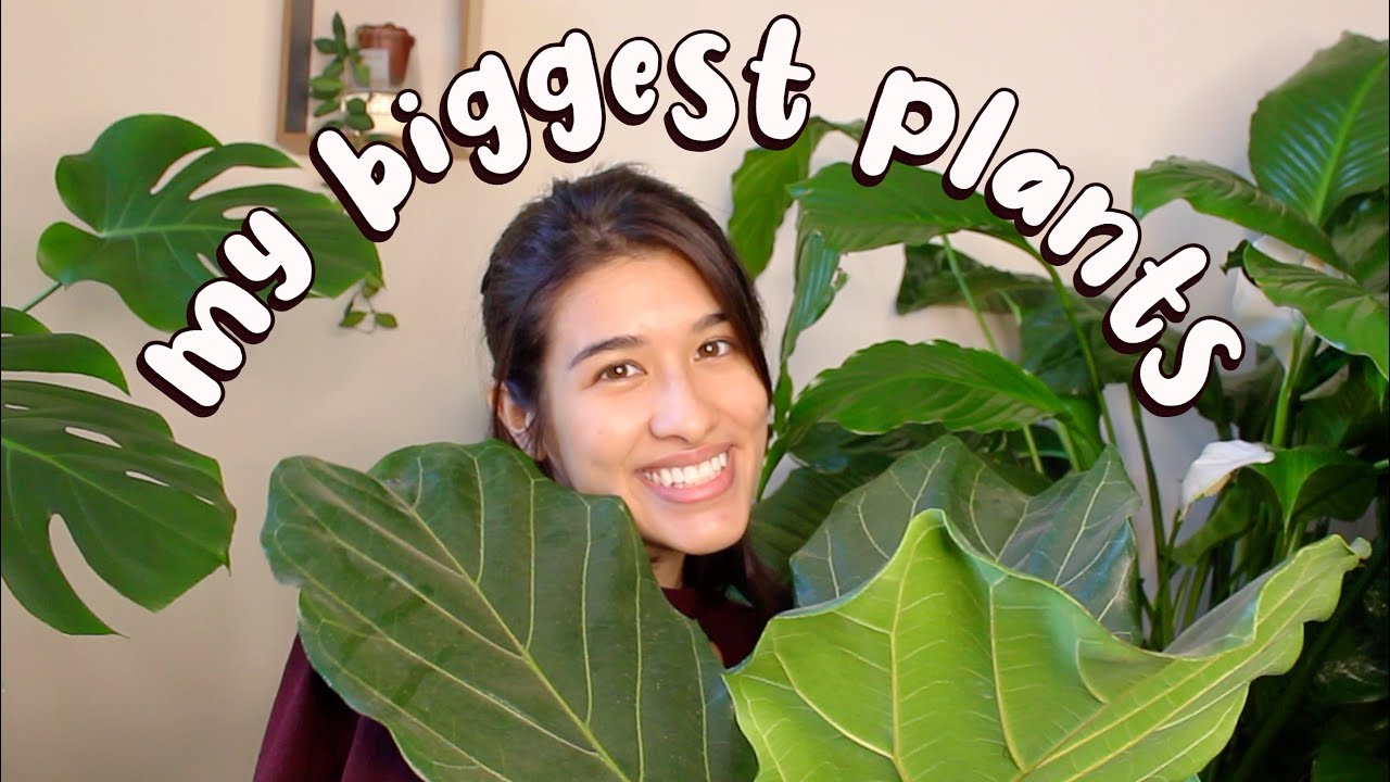 The BIGGEST Houseplants In My Plant Collection