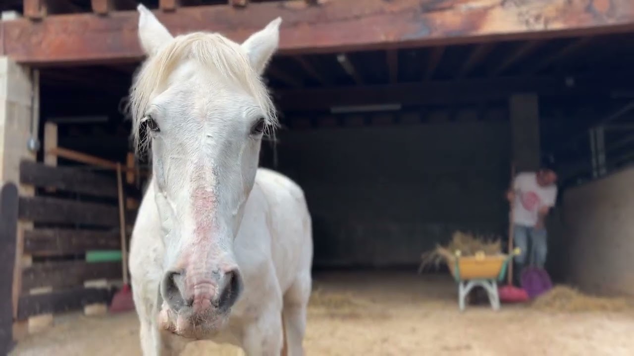 Vienen todas las vacas y toros a la zona donde pasan la noche