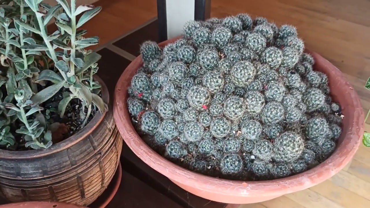 . . Котиледон волнистый ундулата(cotyledon undulata). Котиледон томентоза. (Cotyledon tomehtosa)