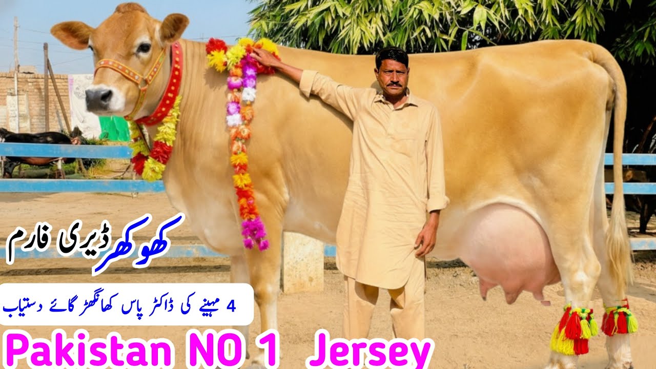 Top Quality Jersey Cross Cows for Sale – Khokhar Dairy Farm | High Milk Yield Stock