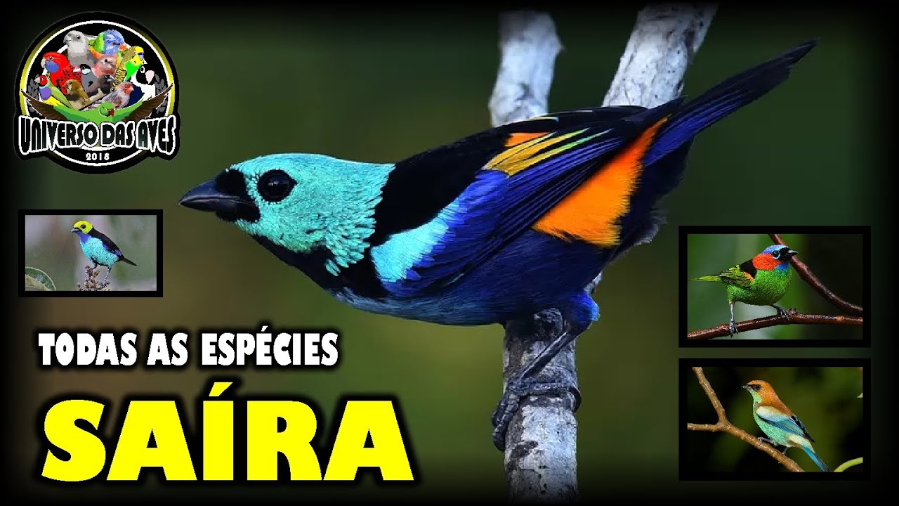 TODAS AS ESPÉCIES DA SAÍRA - CONHEÇA AS VARIEDADES DA ESPÉCIE!