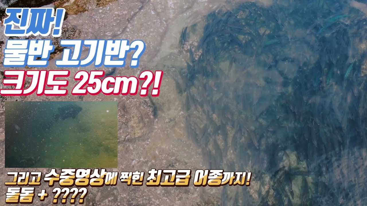 Половина воды, половина рыбы? Морская рыба застряла в тюрьме!