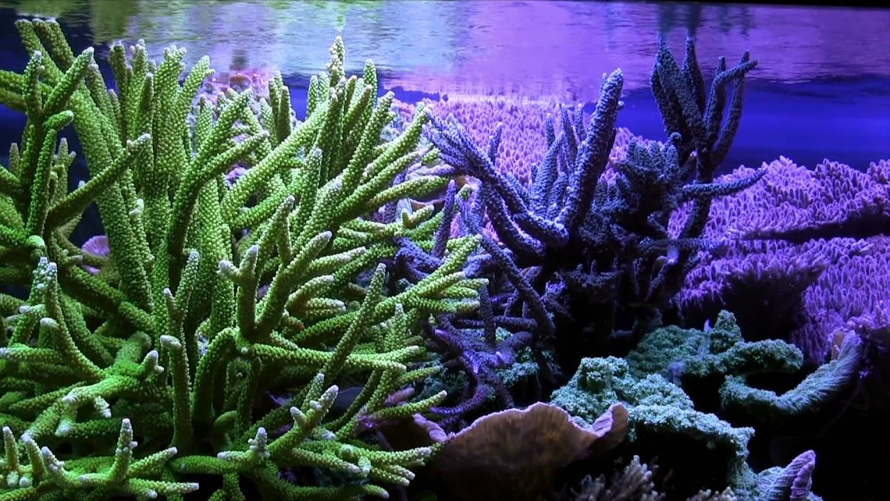 RalfP's little coral reef Jan. 2012