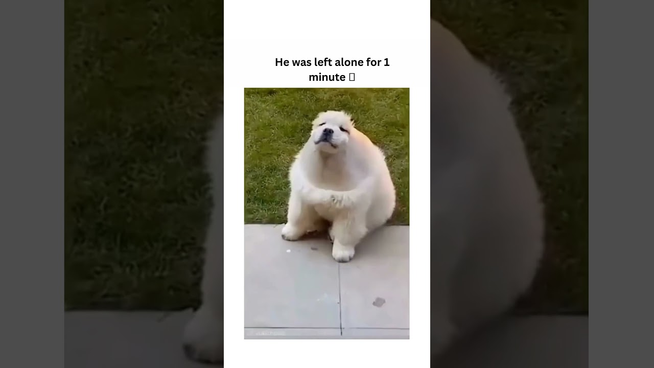 dogs being silly 