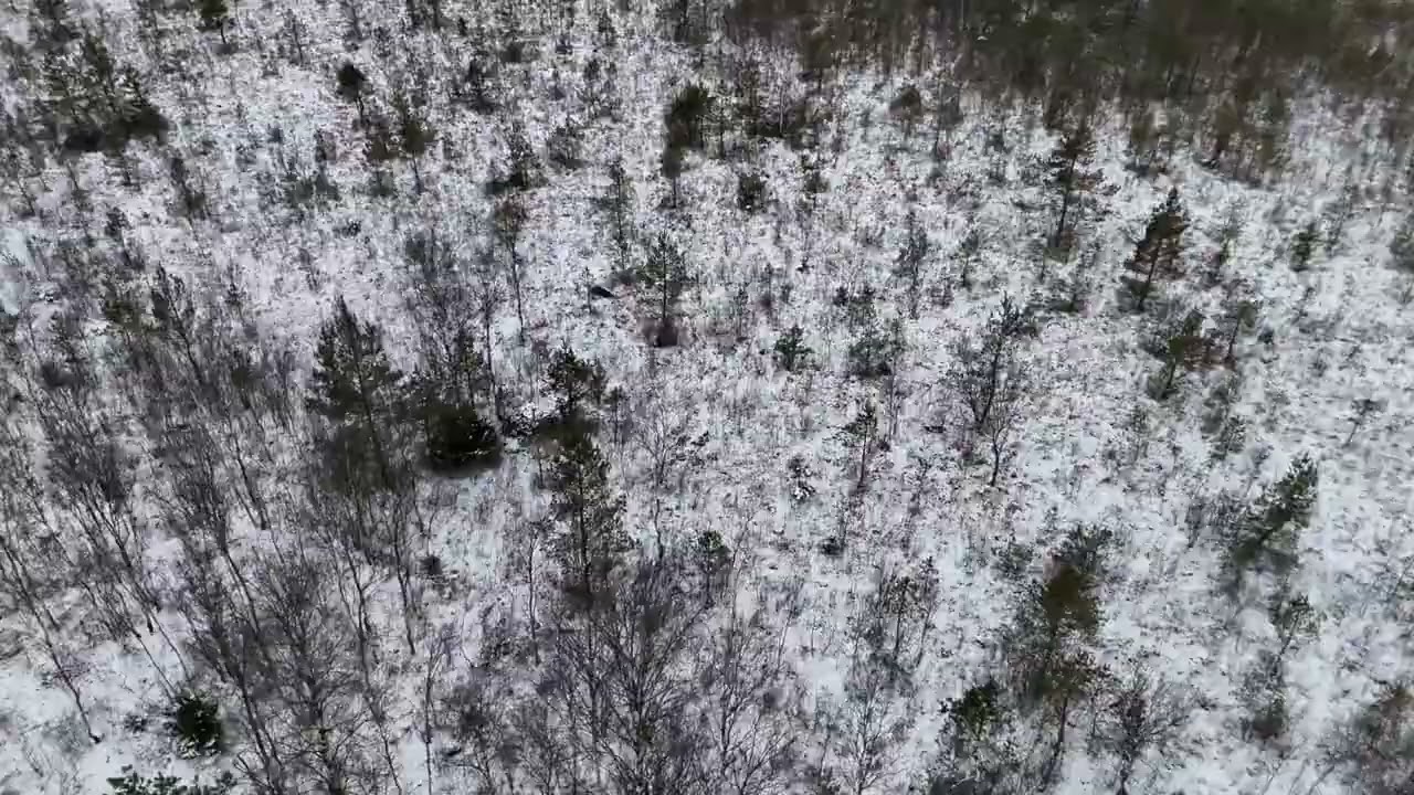Dji Matrice 4 Thermal. Wild boar.