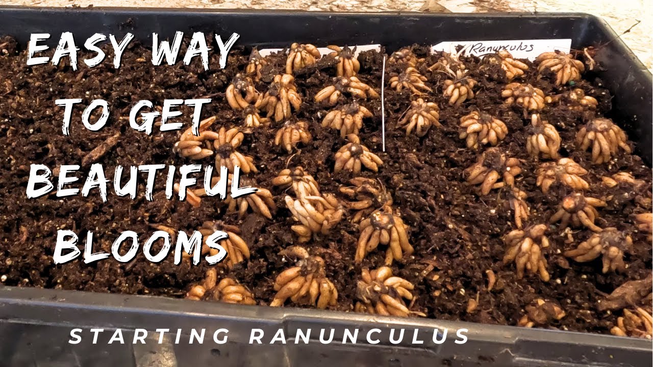 Starting the Flower Season by Presprouting Ranunculus