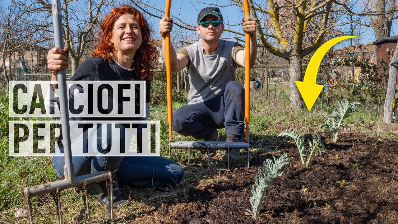 Realizzare una CARCIOFAIA. Coltivare CARCIOFI: dal suolo al trapianto🤎