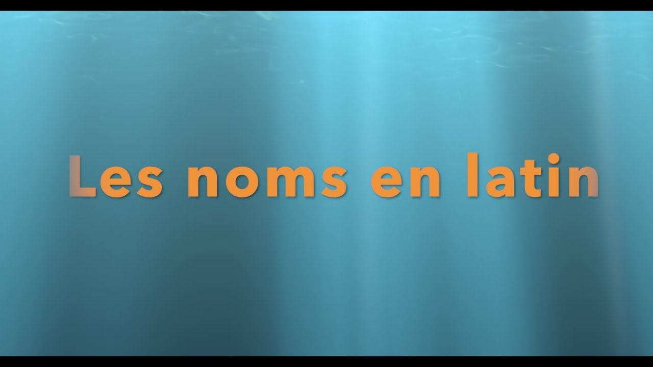 Latin - les noms