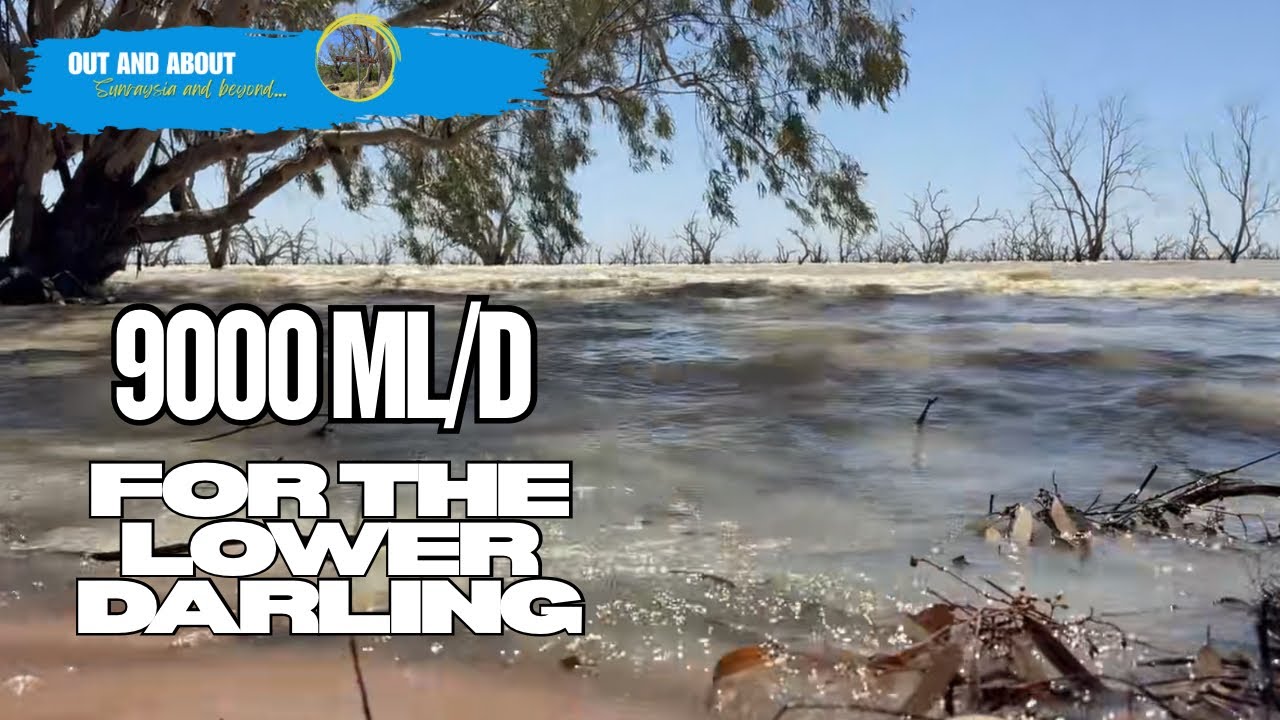 Is the Lower Darling River Facing a Flood? Menindee Lakes at 84% & Rising Flows