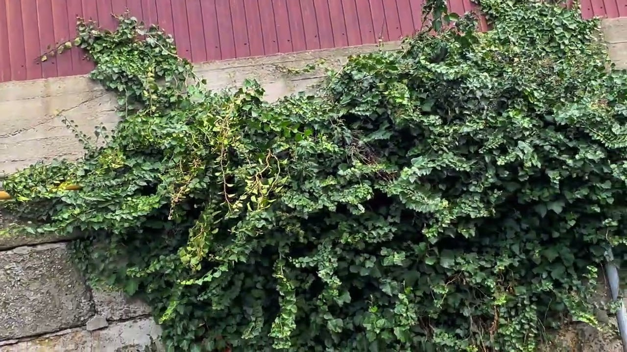 Туапсе. Ул Дачная