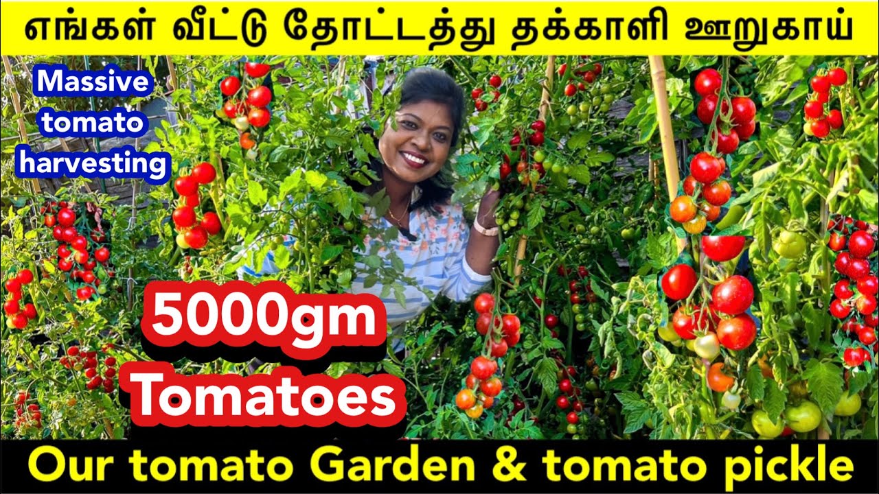 🍅 5000gm tomatoes எங்கள் வீட்டு தோட்டத்து தக்காளி ஊறுகாய்/ Tomato pickle from our garden tomatoes