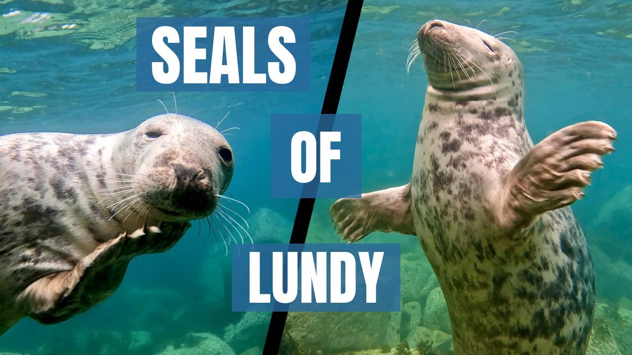 Lundy Seals - Freediving with the Atlantic Grey Seal Pups at Lundy Island
