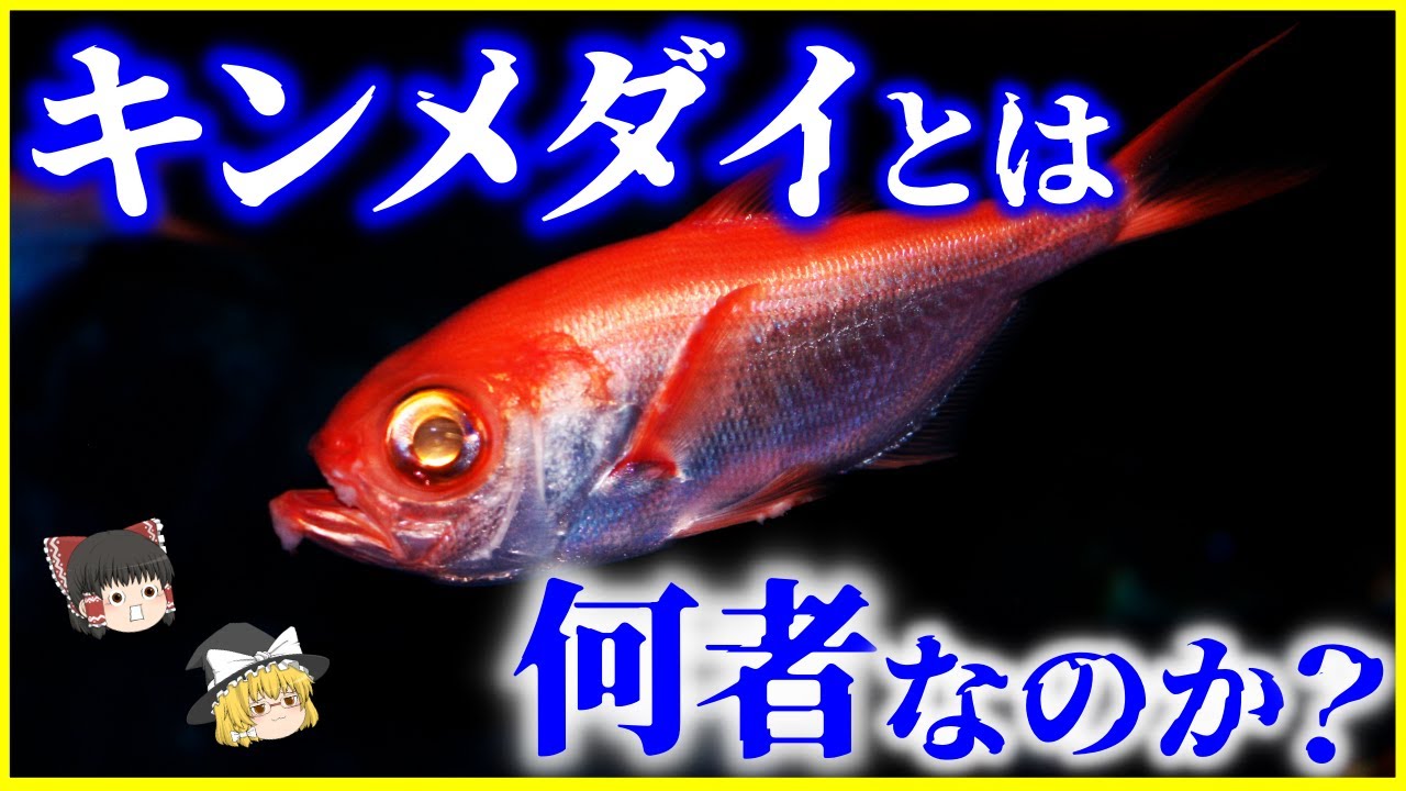 【ゆっくり解説】実は深海魚&hellip;「キンメダイ」とは何者なのか？を解説/なぜ金目鯛の目は金色なのか？浮袋がない理由とは