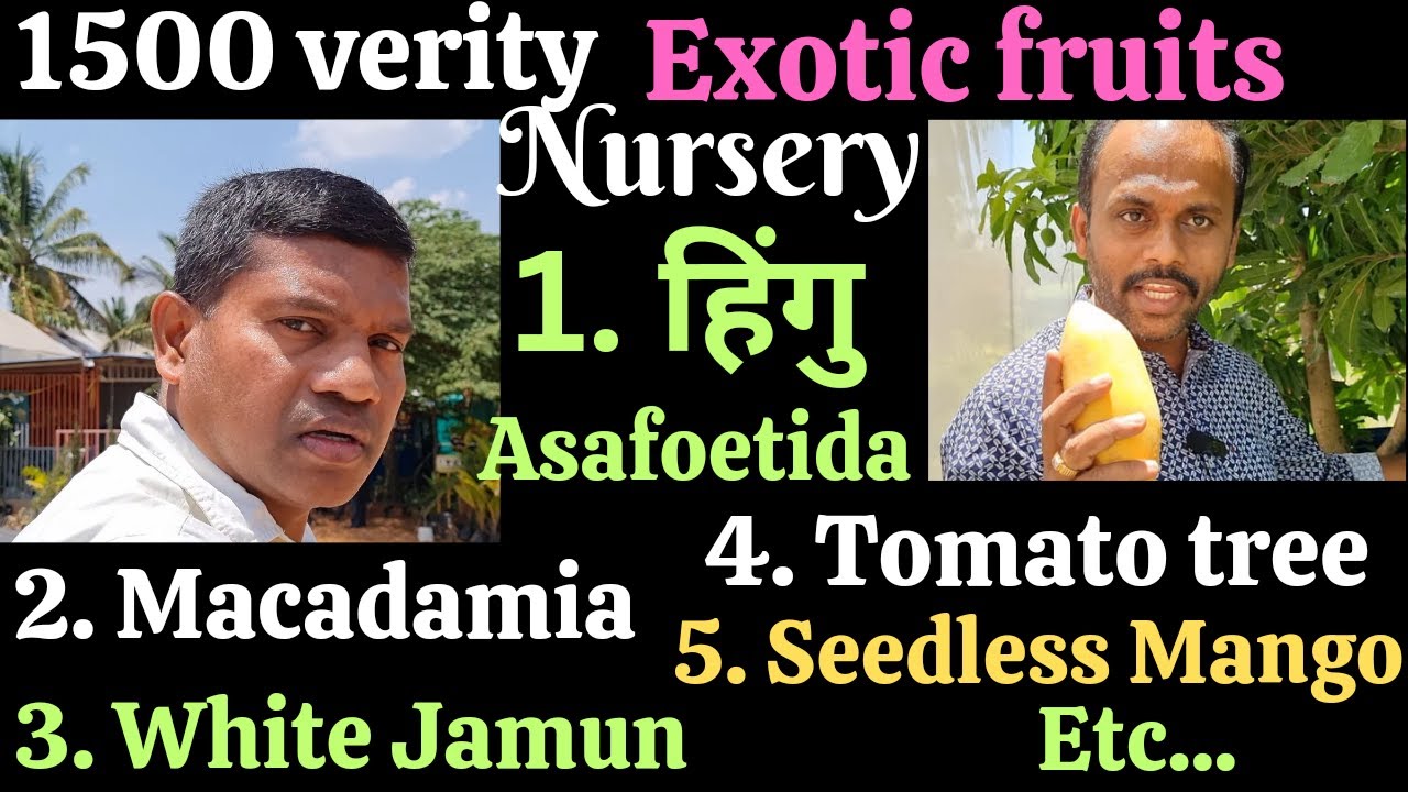 Exotic fruit farming, 1500 verity fruits, exotic fruit nursery, देशी विदेशी फल, #exoticfruits