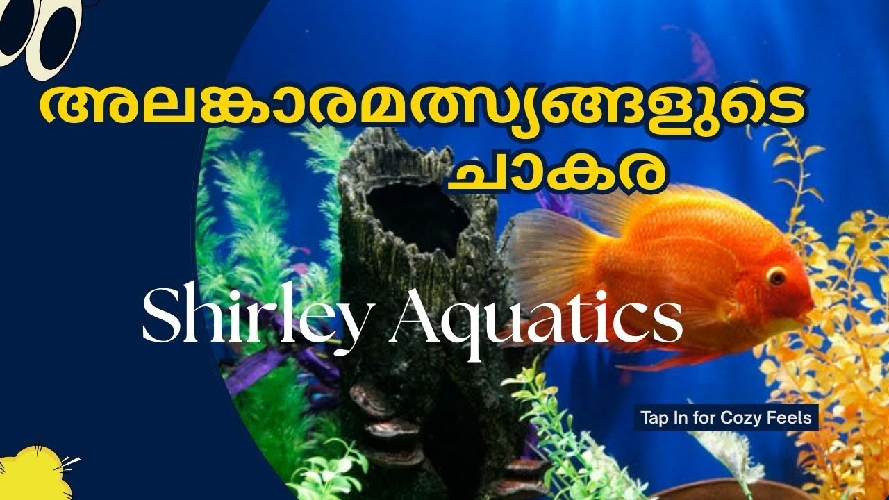 അലങ്കാര മത്സ്യങ്ങളുടെ ചാകര!!! Shirley Aquatics .. 
