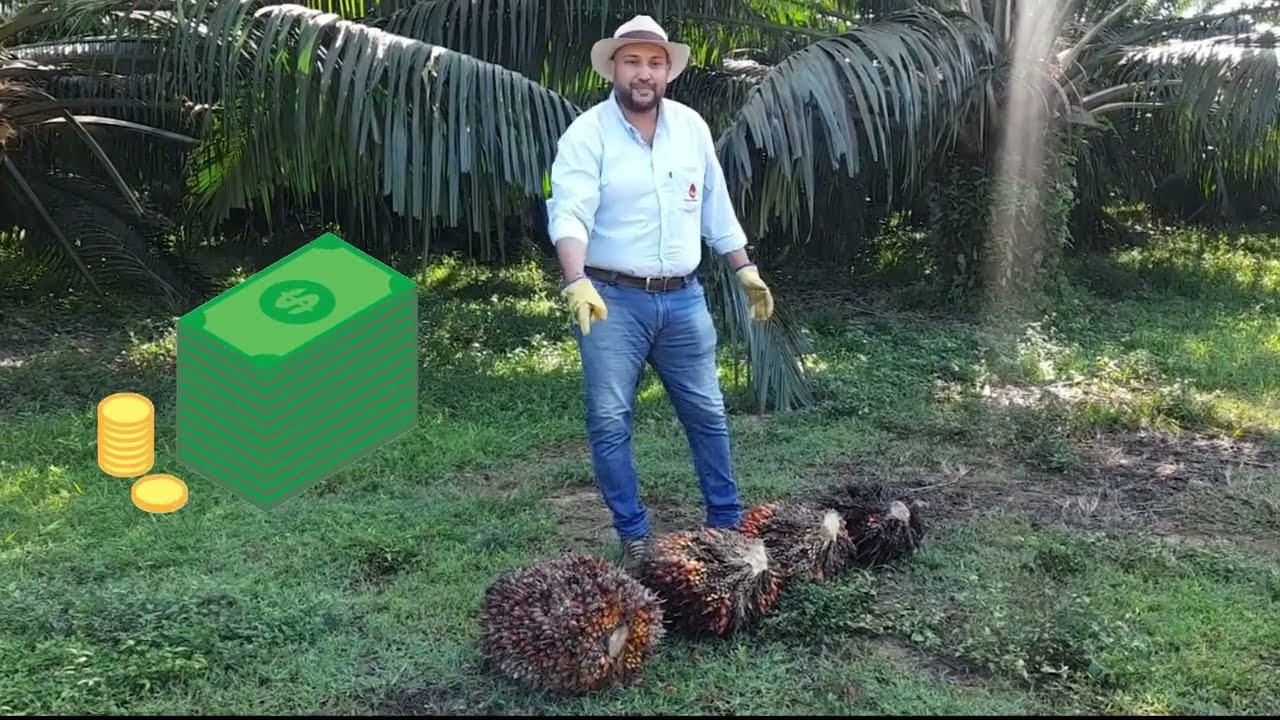 Criterios de evaluación del racimo de palma