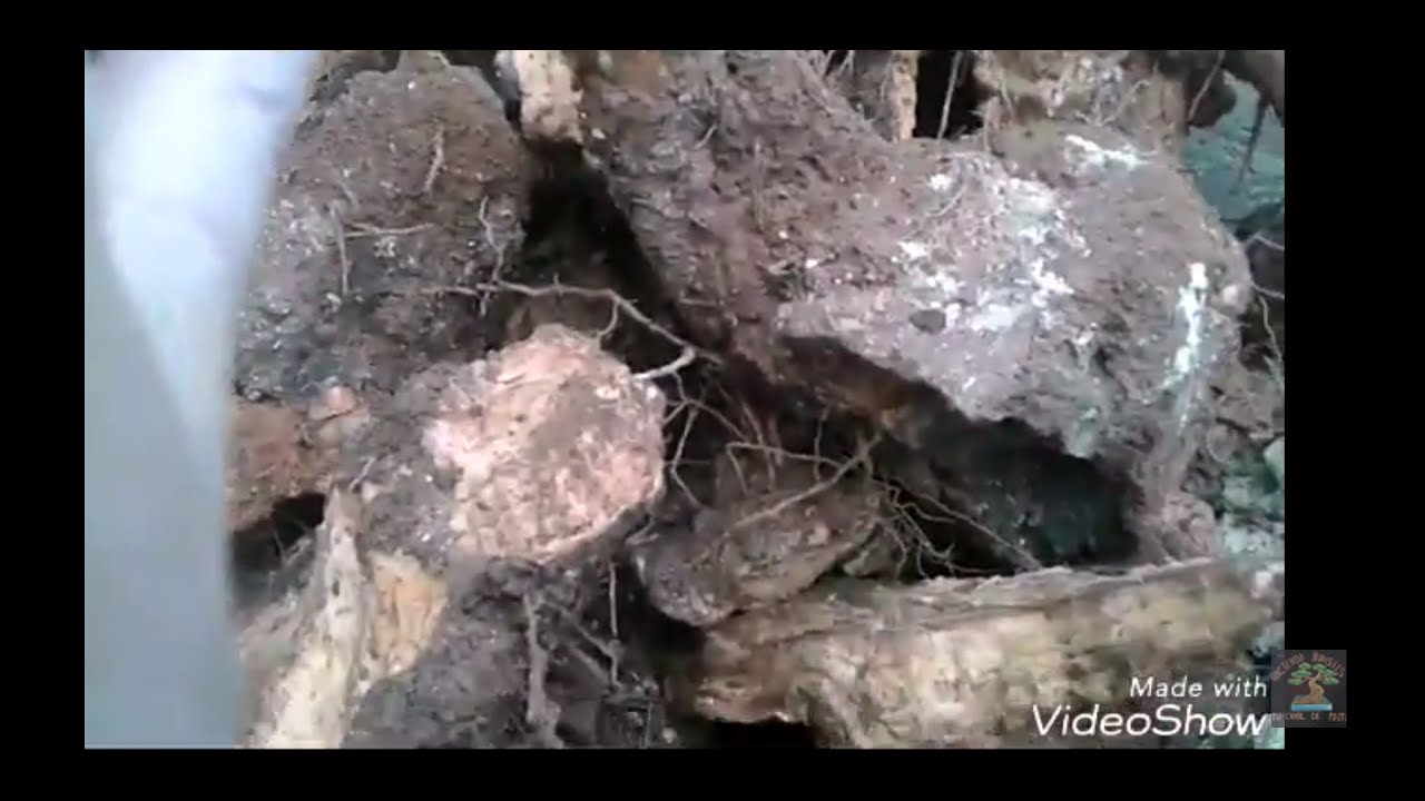 Como hacer bonsai con astillas/ estacas de olivo centenario