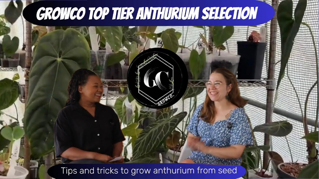 Интервью с GrowCo | Советы и рекомендации по выращиванию рассады антуриума | South African Planty...
