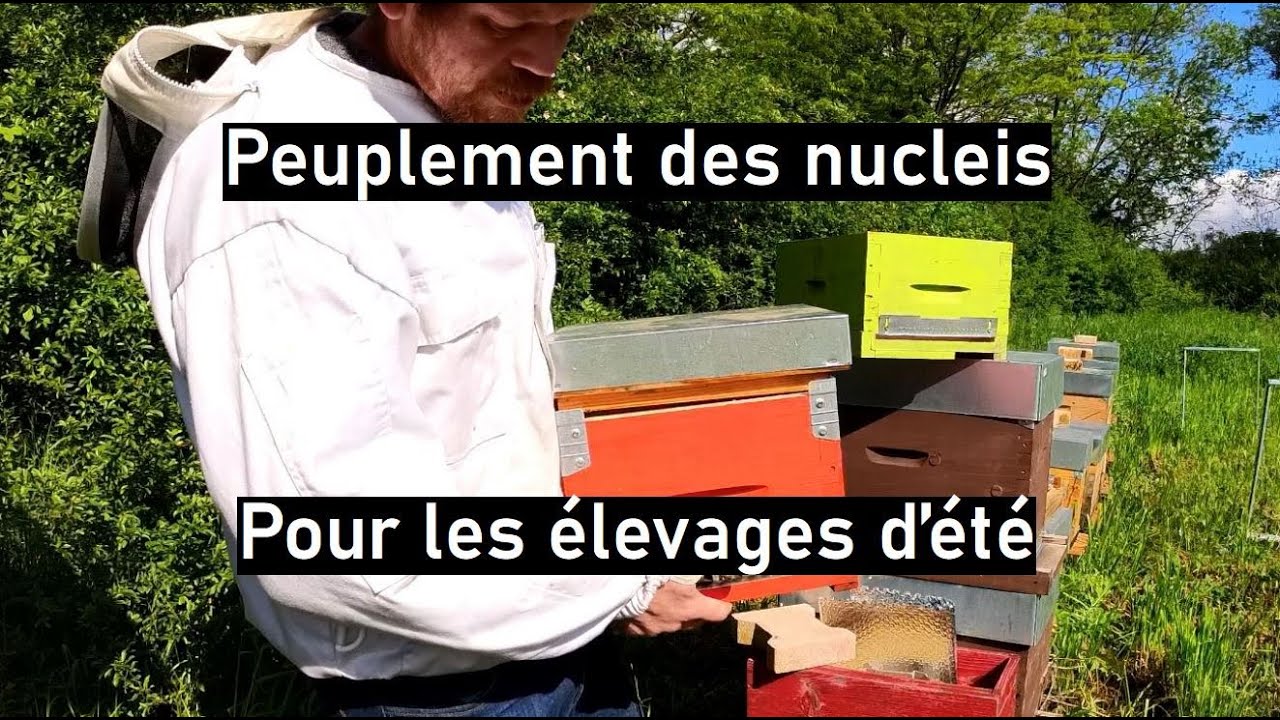 Saison 02 - épisode 21 : Peuplement des nucléis pour l'élevage d'été