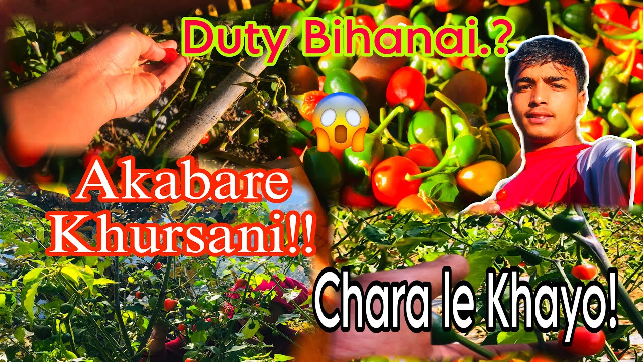 Akbare khursani pakna sathchara pani line ma 😁Gaun ko bihan •||•chara bhagaune duty mero •||•चरा