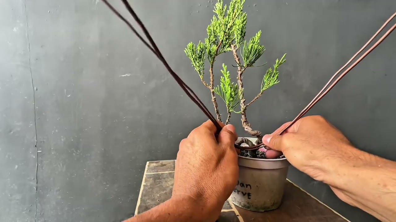 Vlog#56 part 2, update after 4months ago, #tutorial #bonsaiworkshop #fromcuttings #sustianable 🌳🇵🇭