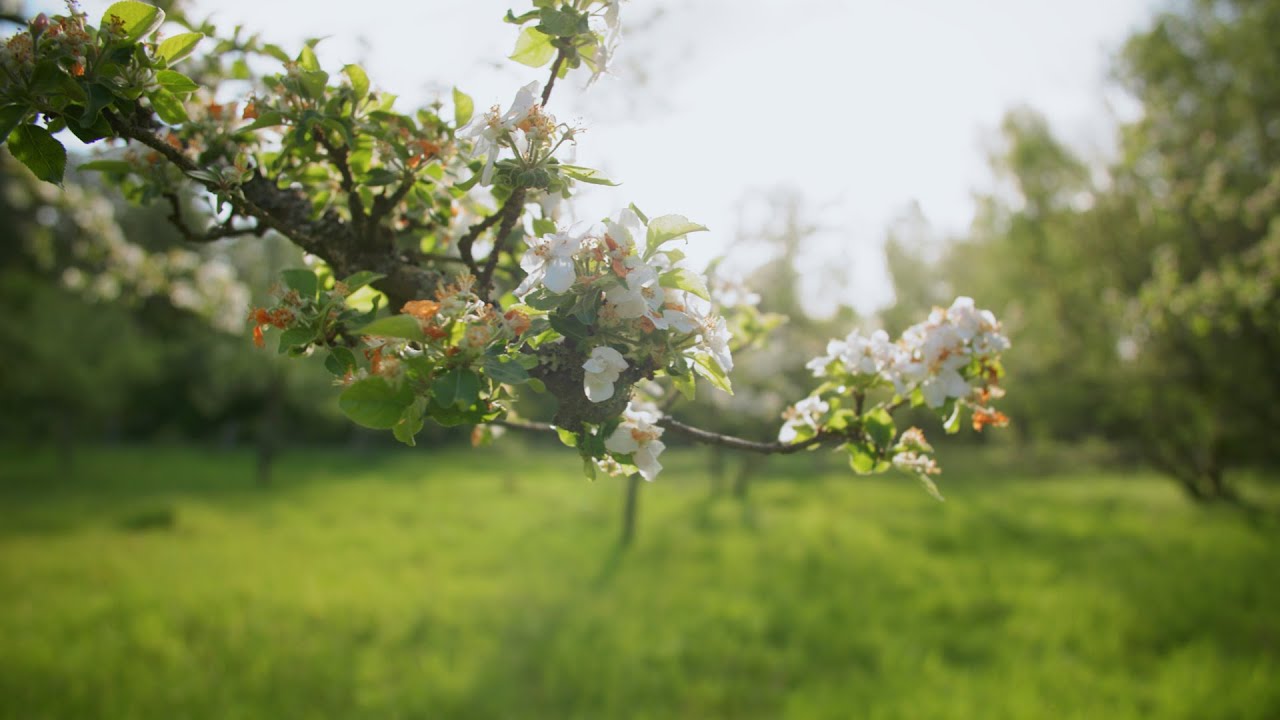 Voelkel erklärt | Die Streuobstwiese - Ein Eldorado der Biodiversität