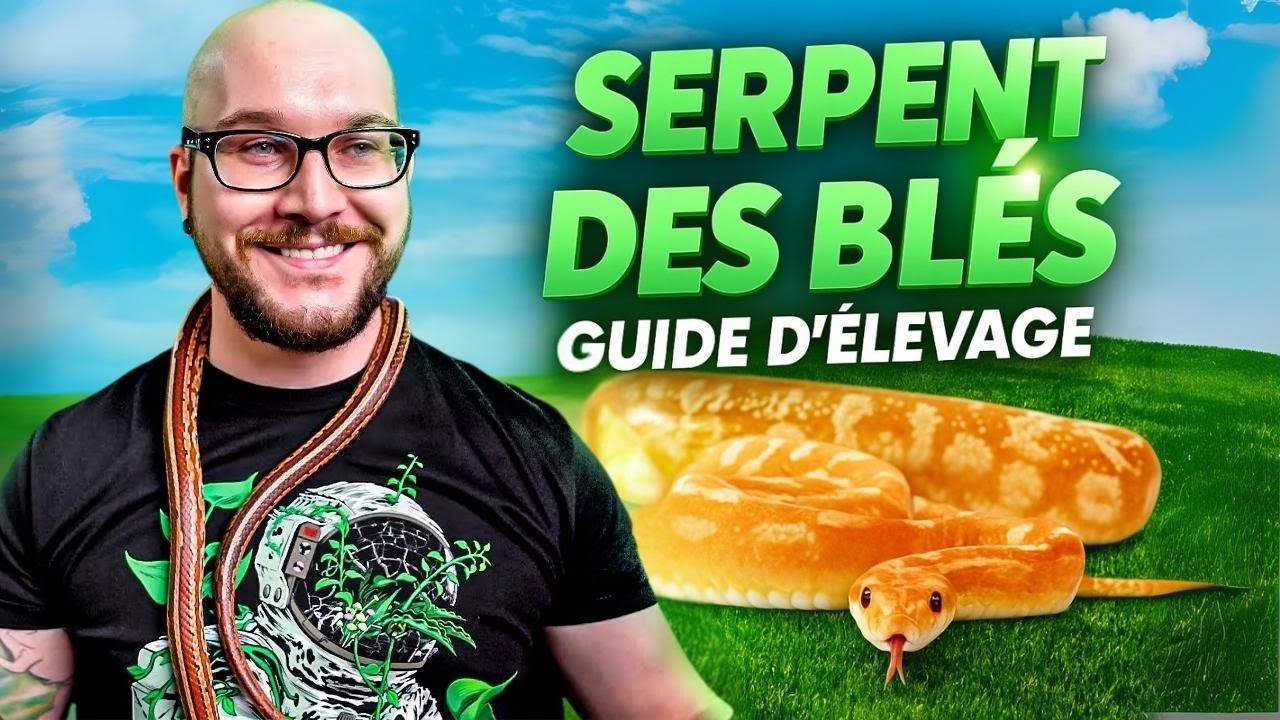 Tout savoir pour bien s’occuper d’un serpent des blés