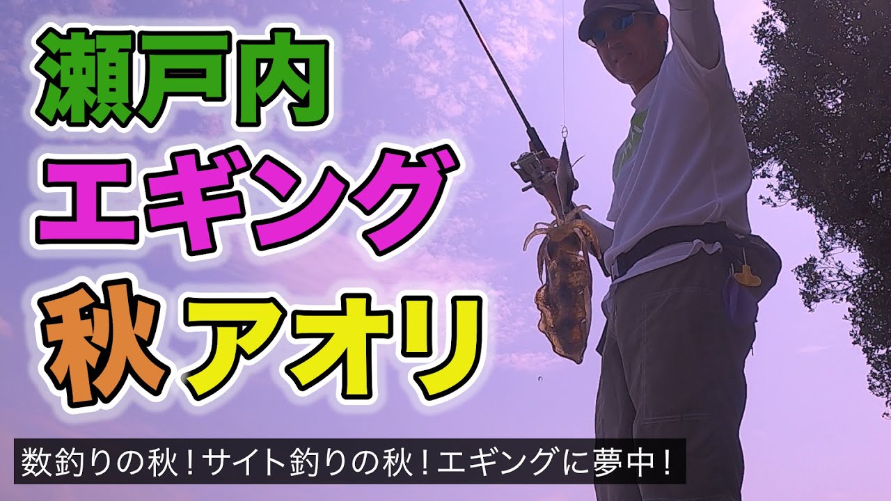瀬戸内離島で秋アオリ！数釣り！サイトフィシング！エギングに夢中！